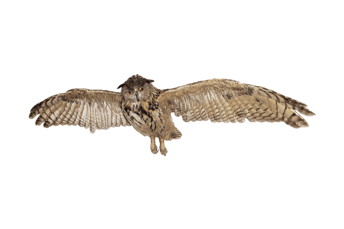 Picture of an owl in flight, with its wings fully outstretched.
