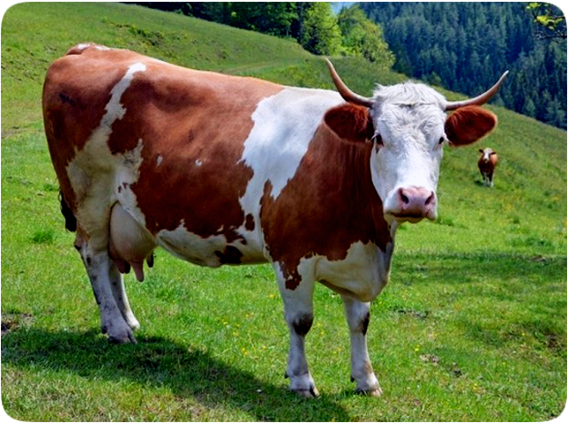 Picture of a brown and white cow standing on a green grassy hillside.