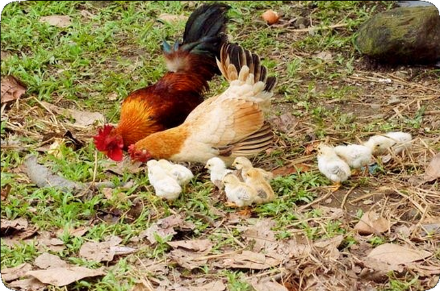 Picture of a rooster and a hen scratching and pecking at the ground in search of food, with several fluffy chicks watching and learning.