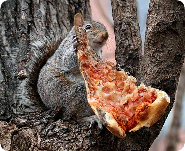 Picture of a gray squirrel in a tree, holding a slice of pizza.