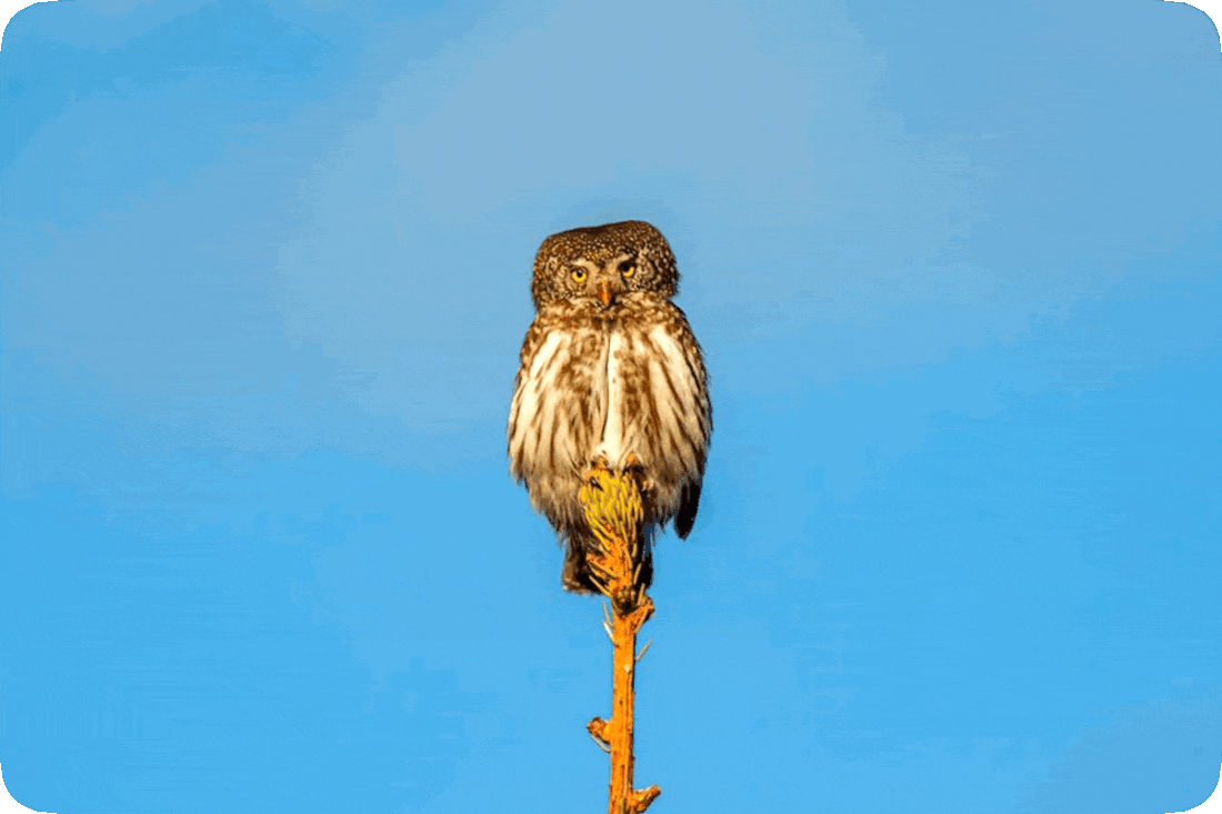 Picture of an owl perched at the very top of an evergreen tree, with a clear blue sky in the background.