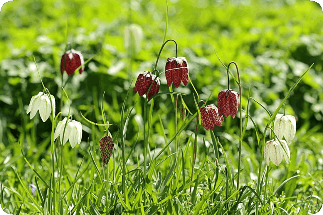 Picture of Fritillaria Meleagris, or Checkered Lilies, flowering plants with bell-shaped two-toned deep purplish-red blossoms.