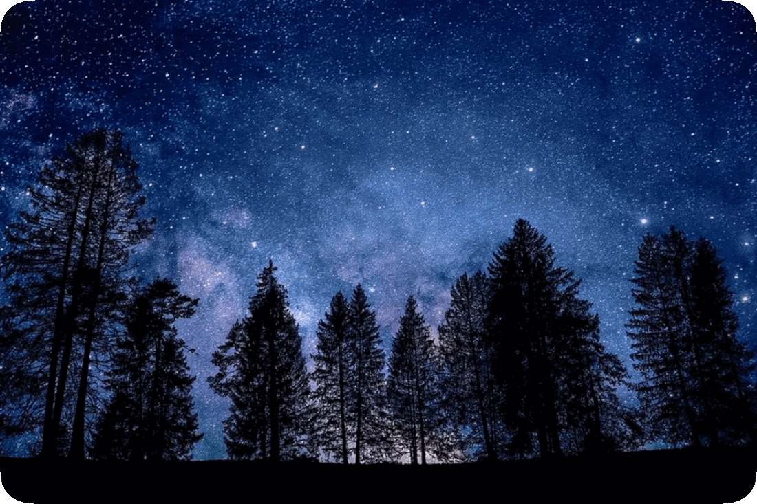 Picture of a star-filled night sky seen just above the silhouettes of the tops of evergreen trees.