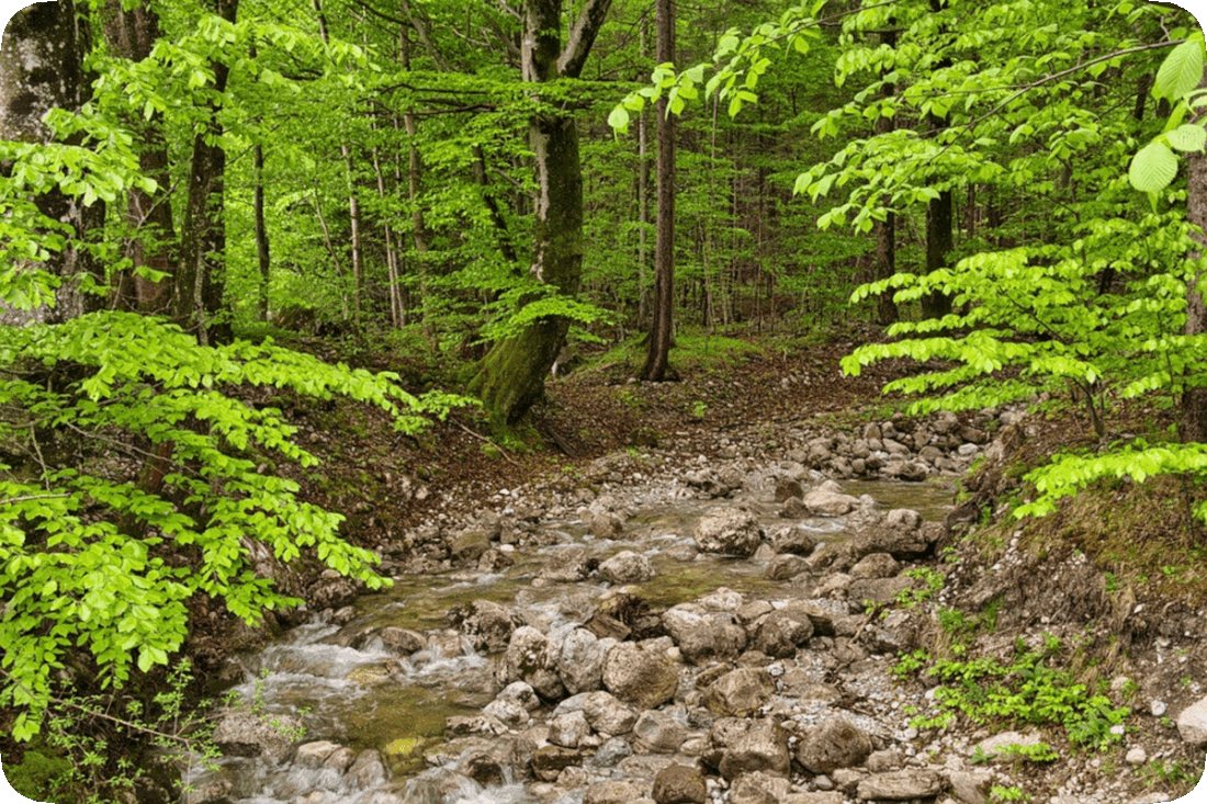 Picture of a brook running over a bed of stones through a woods with green leafy trees.