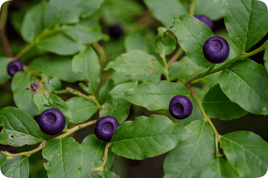 Picture of dark blue Huckleberries on a dark green leafy Huckleberry Bush.