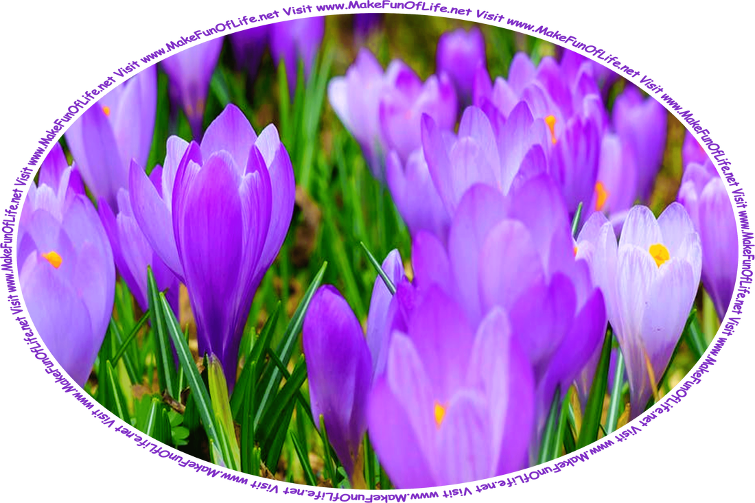 Picture of crocuses blooming in springtime, and the words, ‘Visit www.MakeFunOfLife.net.’