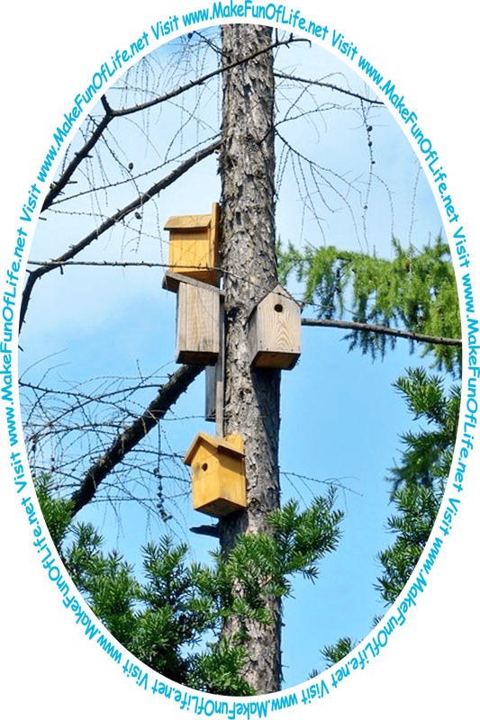 Picture of a tall pine tree with several wooden birdhouses on its trunk and the words, ‘Visit www.MakeFunOfLife.net.’