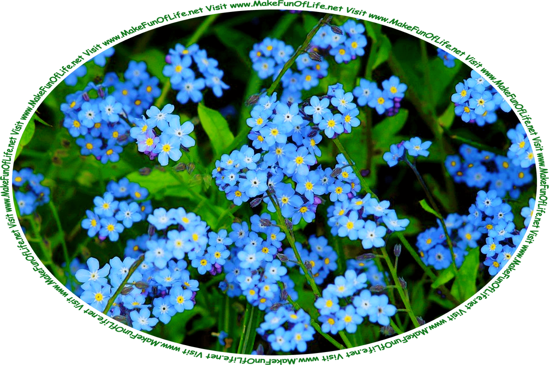 Picture of a group of Forget-Me-Not flowering plants, with dark green stems and leaves and small blue blossoms, and the words, ‘Visit www.MakeFunOfLife.net.’