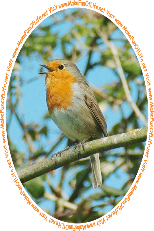 Picture of a European Robin, a type of small bird, perched on a tree branch with its beak open while singing, and the words, ‘Visit www.MakeFunOfLife.net.’