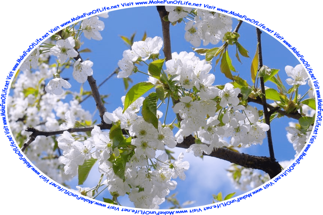 Picture of a flowering tree with prolific white blossoms, a blue sky with fluffy white clouds showing through the tree branches, and the words, ‘Visit www.MakeFunOfLife.net.’