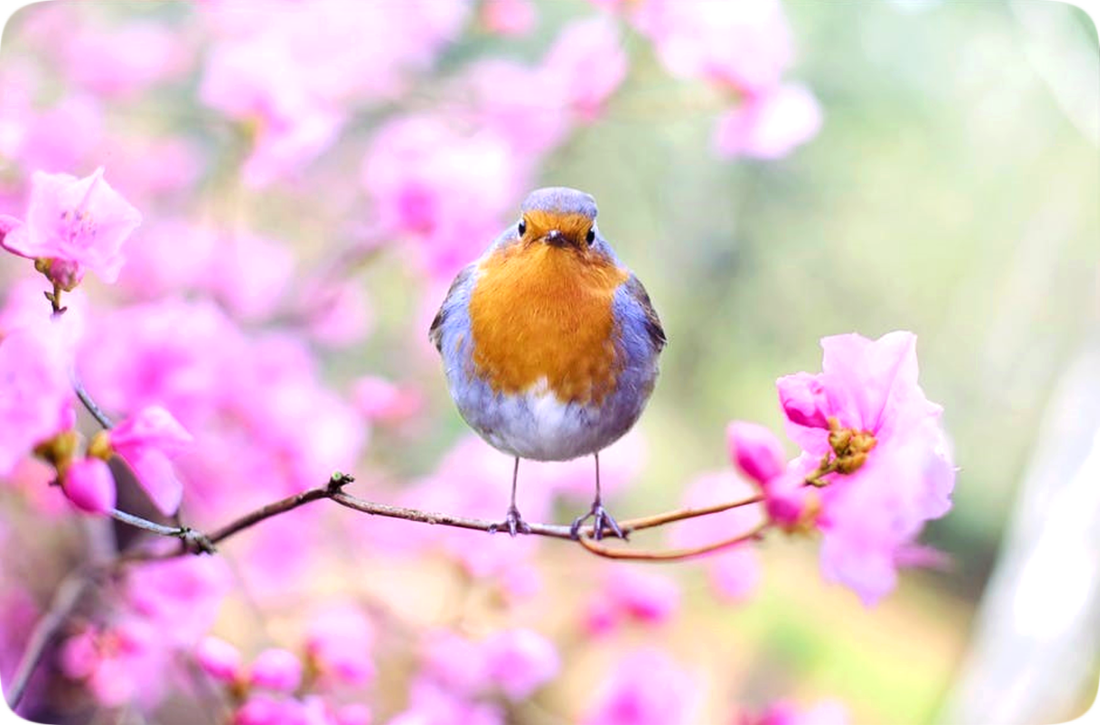 Picture of a European robin perched on the branch of a flowering tree that has pink blossoms.
