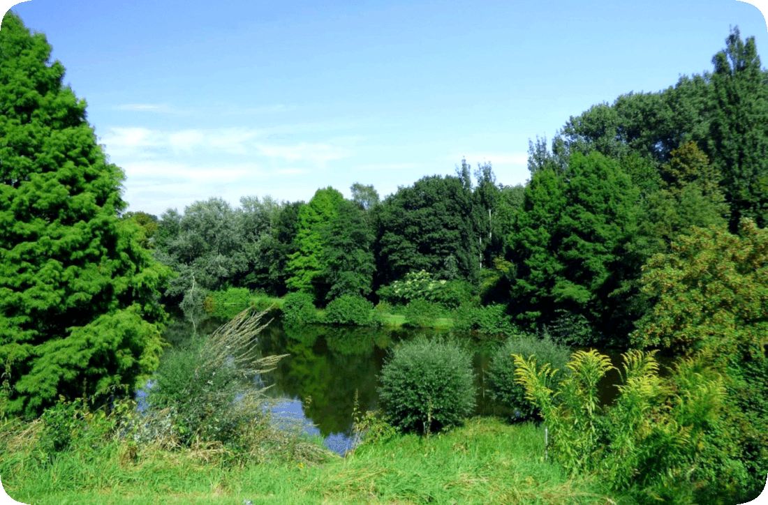 Picture of a wilderness area with a small lake surrounded by green leafy trees, green leafy bushes, green grass, and a blue sky with fluffy white clouds above.