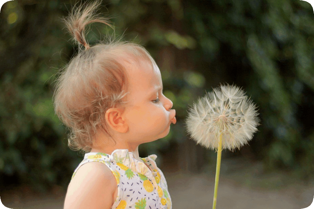Picture of a child holding what was once a yellow dandelion flower, which has gone to seed and turned to white tufts, and blowing on it while making a wish.