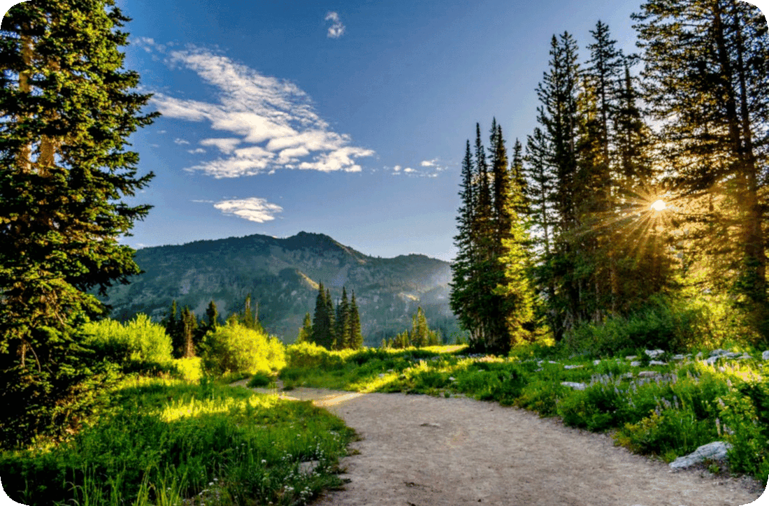Picture of a footpath through a wilderness area, with evergreen trees and grass and flowering plants, and the sun shining brightly in a blue sky with a smattering of white fluffy clouds floating over mountains in the background.