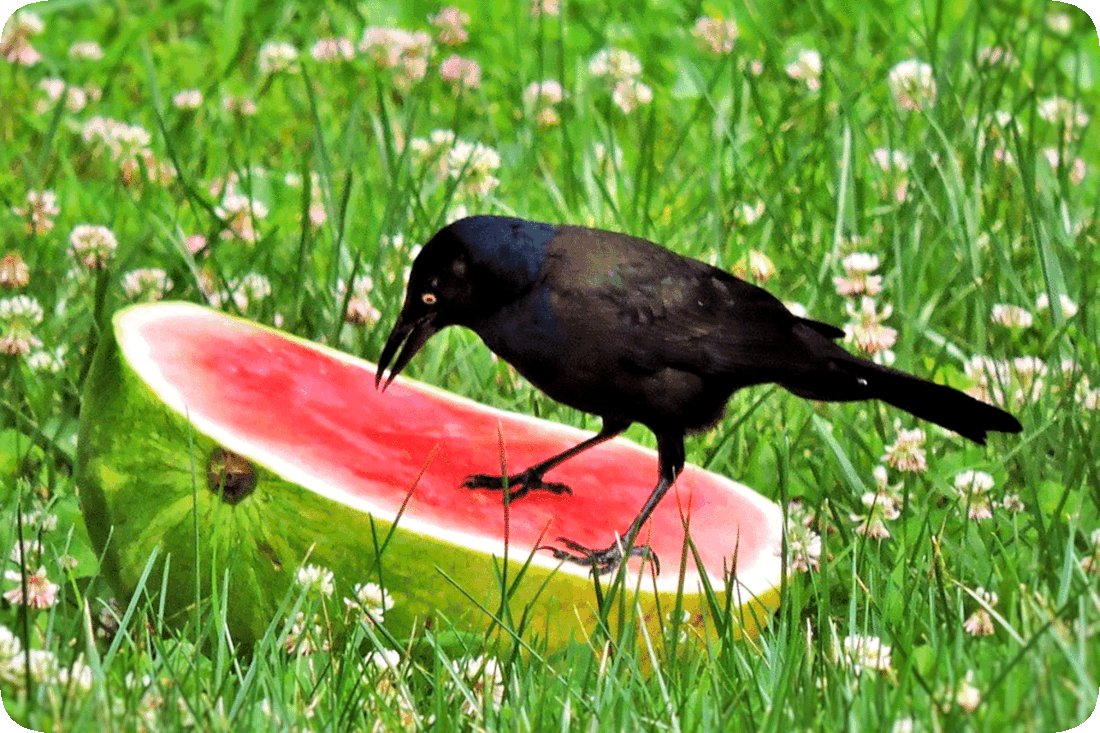 Picture of a crow eating watermelon.